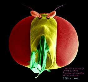 tetesyrphe-x.jpg (9327 octets)