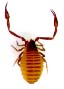 pseudoscorpion.JPG (2254 octets)