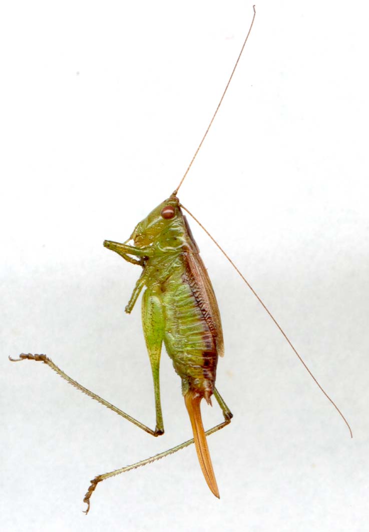 conocephalus_brevipennis.JPG (42217 octets)