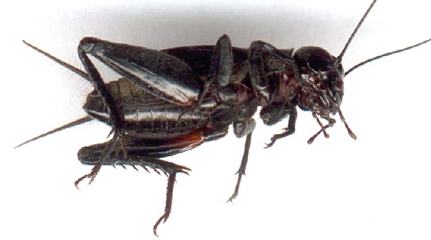 gryllus_pennsylvanicus-1.JPG (23121 octets)