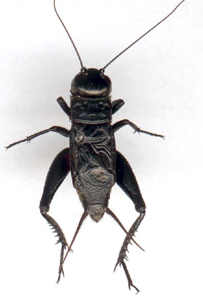 gryllus_pennsylvanicus.JPG (21644 octets)