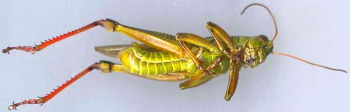 melanoplus_bivittatus-2.jpg (15058 octets)