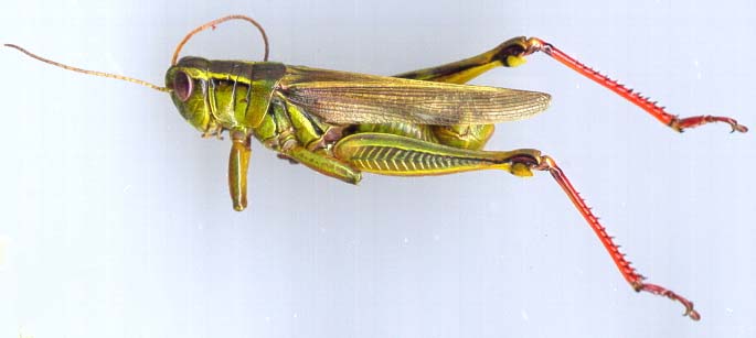 melanoplus_bivittatus.jpg (20762 octets)