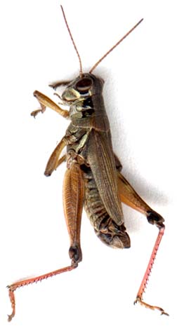 melanoplus_femurrubrum-2.JPG (13549 octets)