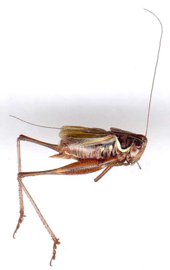 metrioptera _roeselii-1.JPG (30774 octets)