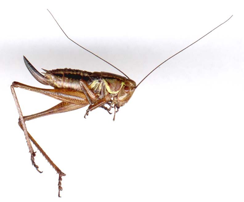 metrioptera_roeselii-2.JPG (30363 octets)