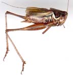 metrioptera_roeselii-x.JPG (3914 octets)