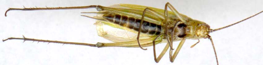oecanthus_nigricornis-2.JPG (19547 octets)
