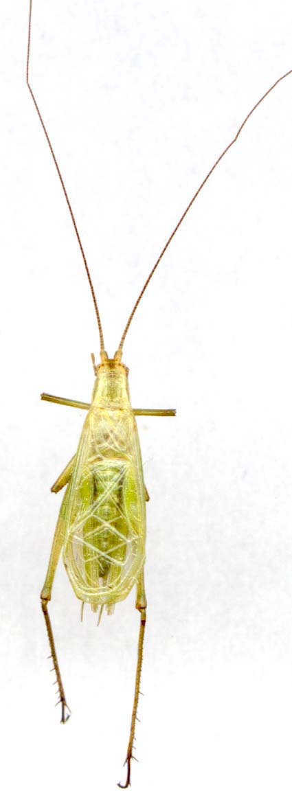 oecanthus_quadripunctatus-1b.JPG (27515 octets)