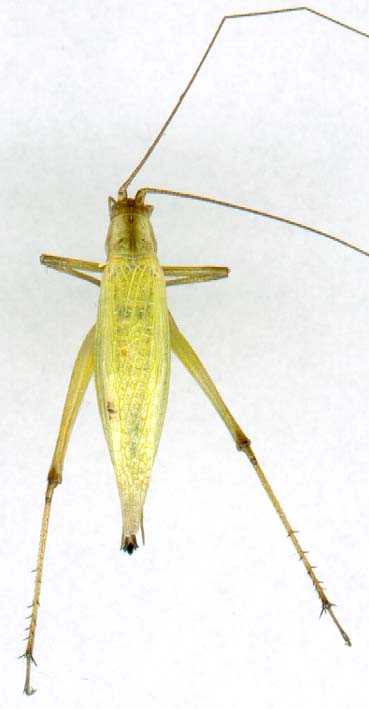 oecanthus_quadripunctatus-4.JPG (20330 octets)