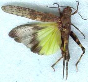 trimerotropis_verruculata-1.JPG (14133 octets)