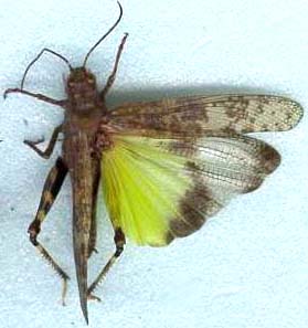 trimerotropis_verruculata-2.JPG (15080 octets)