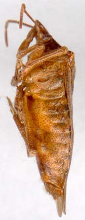 apateticus_bracteatus-2.JPG (13049 octets)