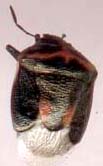 cosmopepla_bimaculata-1.JPG (4216 octets)