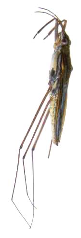 gerridae-2.JPG (7701 octets)