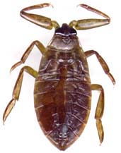 lethocerus_americ-larve-x.JPG (8316 octets)