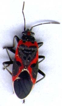lygaeidae-1.JPG (9434 octets)