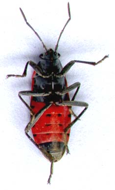 lygaeidae-2.JPG (11365 octets)