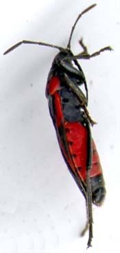 lygaeidae-3-.JPG (7189 octets)