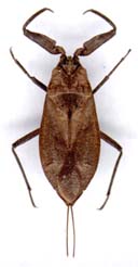 nepa_apiculata-x.JPG (6194 octets)