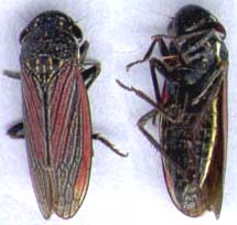 cicadelle-1.JPG (10028 octets)