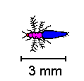 thysanoptres