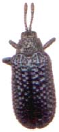 Microrhopala excavata .JPG (4126 octets)