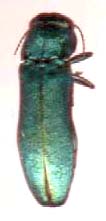agrilus_cyanescens.JPG (4434 octets)
