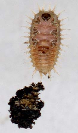 casside-verte-larve-2.JPG (12706 octets)