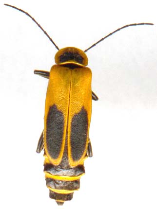 chauliognathus_pennsylvanicus-fem.JPG (13703 octets)