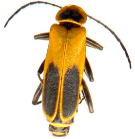 chauliognathus_pennsylvanicus-male.JPG (11315 octets)
