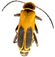 cantharis_impressus-x.JPG (3552 octets)