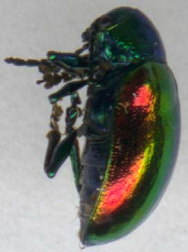 chrysochus_auratus-2.JPG (11634 octets)