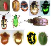 chrysomeles.JPG (8294 octets)