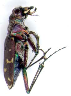 cicindela-dudecimguttata-2.JPG (10857 octets)