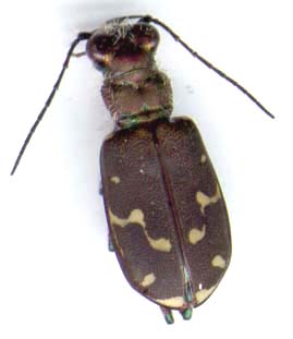 cicindela_duodecimguttata-1.JPG (9001 octets)