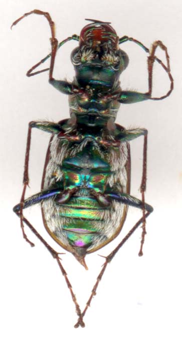 cicindela_formosa_generosa-2.JPG (29188 octets)