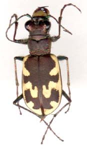 cicindela_formosa_generosa-x.JPG (8934 octets)