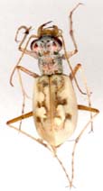 cicindela_lepida-x.JPG (5022 octets)