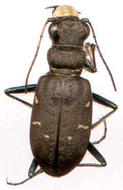 cicindela_longilabris-1.JPG (15030 octets)