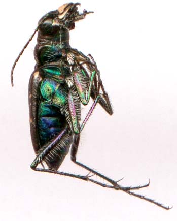 cicindela_longilabris-2.JPG (19234 octets)