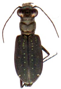 cicindela_punctulata-1.JPG (8998 octets)