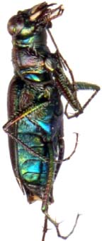 cicindela_punctulata-2.JPG (10109 octets)