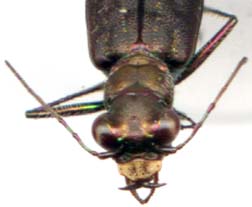 cicindela_punctulata-3.JPG (7704 octets)