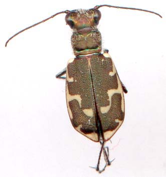 cicindela_repanda-1.JPG (12914 octets)