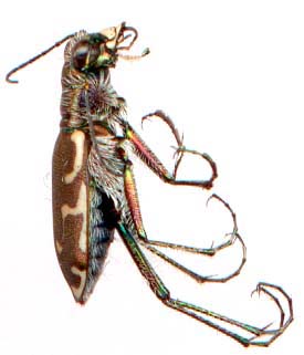 cicindela_repanda-2.JPG (13931 octets)