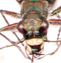 cicindela_repanda-3.JPG (9458 octets)