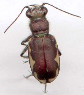 cicindela_scutellaris-1.JPG (10434 octets)