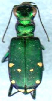 cicindela_sexguttata-1.JPG (9562 octets)