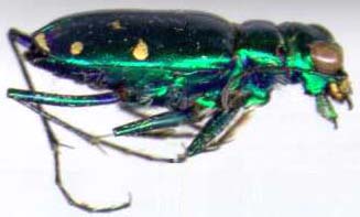 cicindela_sexguttata-2.JPG (10739 octets)